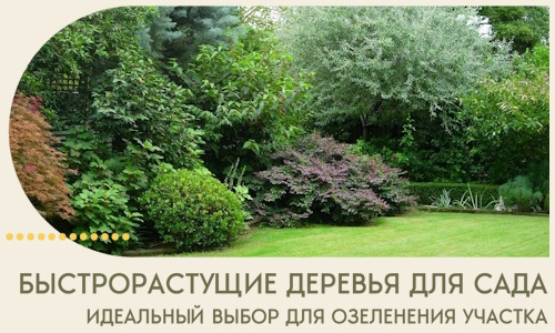 Быстрорастущие деревья для сада идеальный выбор в Заволжье