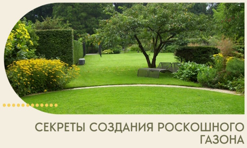Секреты создания роскошного газона в Заволжье