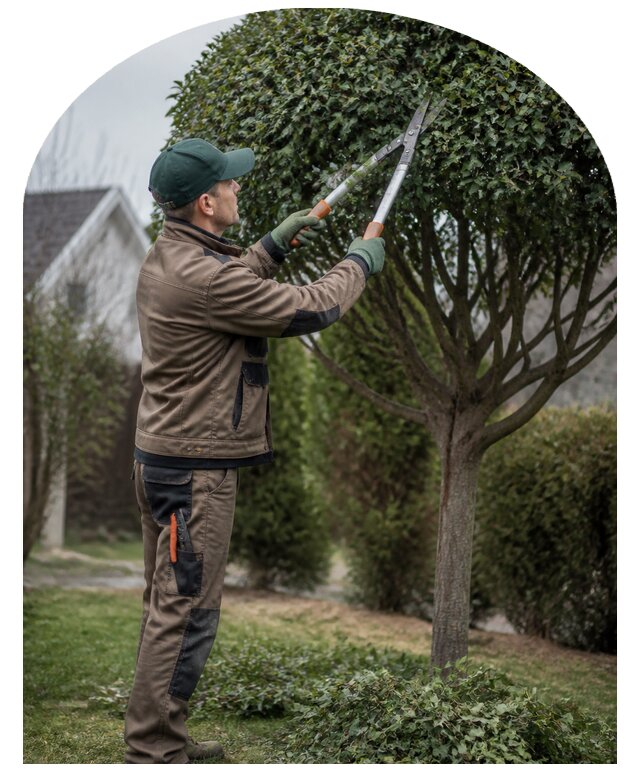 Формовочная обрезка деревьев в Заволжье от 5601 р. | Метпроект-Звл